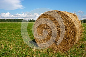 Yellow roll of dry hay on a green meadow.Summer cloudy weather. space for your text