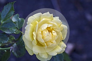 Yellow Romanza Flower head of a rose in de Guldemondplantsoen Rosarium in Boskoop