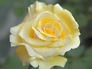 Yellow rose