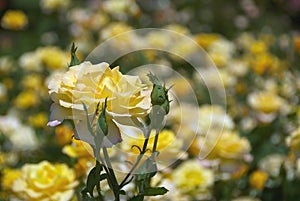 Yellow Rose 1