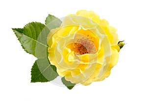 Yellow Rose