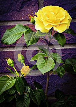 Yellow rose