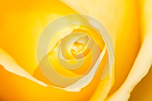 Yellow Rose