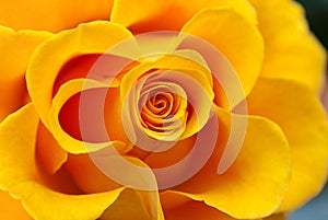 Yellow rose