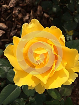 Midas Touch Rose