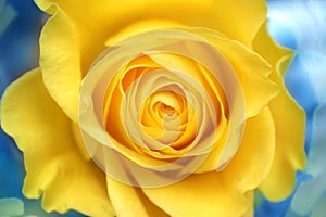 Yellow Rose