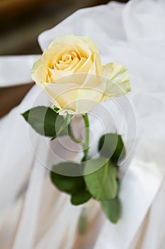 Yellow rose