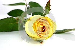 Yellow rose
