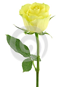 Yellow rose