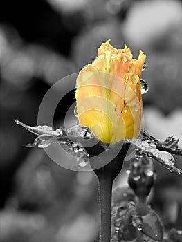 Yellow Rose