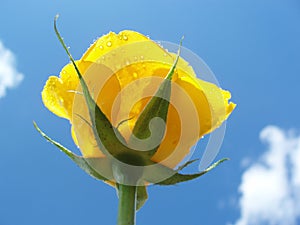 Yellow rose against blue sky with clouds