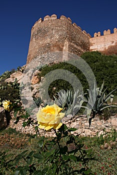 Yellow rose in Almeria