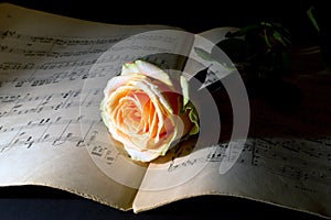 Yellow rose on an ancient music score