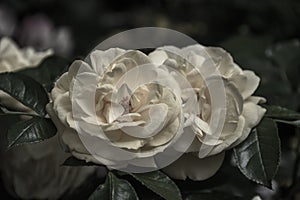 Yellow Rose artistic photo photo