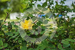 Yellow Rose Background.