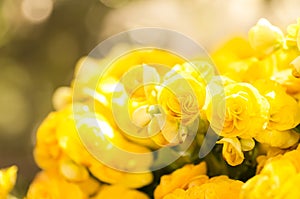 Yellow rose begonia flower