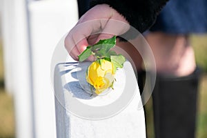 Yellow rose being layed onto a gravestone at Arlington National Cemetery