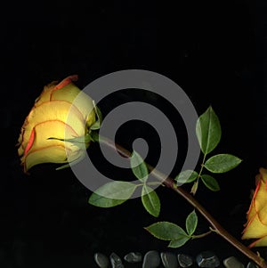 Yellow Rose on Black Background