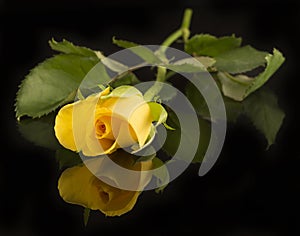 Yellow rose, black background