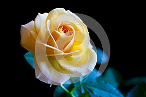 Yellow rose on a black background