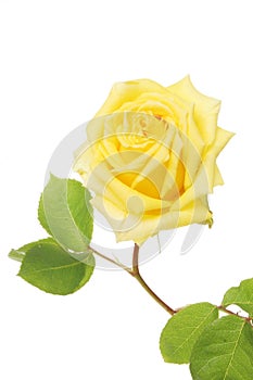 Yellow rose bloom