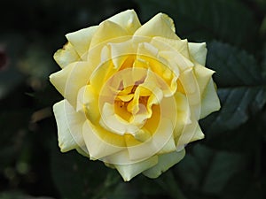 Yellow Rose In Bloom Against A Dark Background