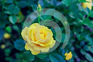 Yellow Rose Blooming in Garden