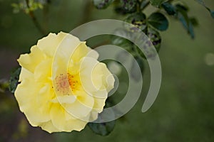 Yellow rose blooming isolated on blurred green background in park