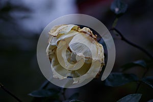 Yellow rose is blooming on a lush green tree branch, surrounded by a green foliage backdrop