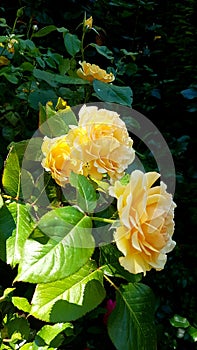 Yellow rose blooming Summer, perfum, natural romantic beauty photo