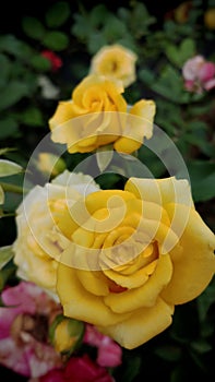 Yellow rose blooms seen from the middle