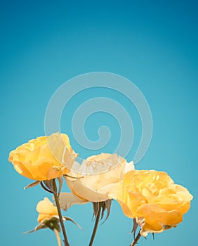 Yellow rose on blue sky