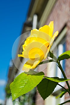 Yellow rose with a blurry background