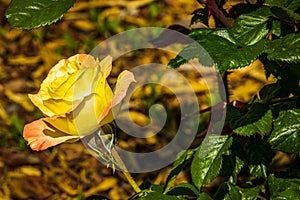 Yellow Rose, Brown Background