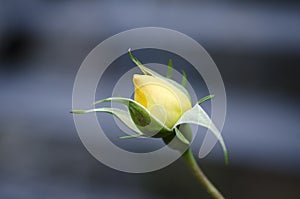 Yellow rose bud on a dark background photo