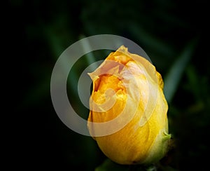 yellow rose bud in dark background with water droplets on the petals