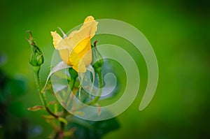 Yellow rose bud on a green background photo