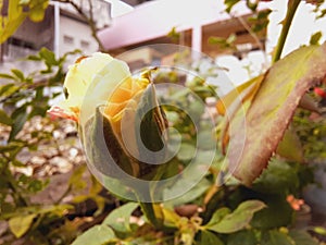 Yellow Rose bud with greeny leaves