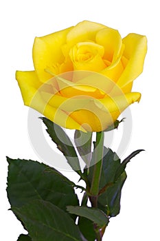 Yellow rose bud photo isolated on white background. Close up. Single flower clip-art object. Holiday floral greeting