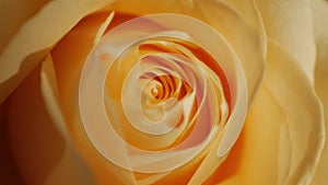 Yellow rose bud in sunbeams in close-up mode.