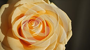 Yellow rose bud in sunbeams in close-up mode.