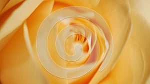 Yellow rose bud in sunbeams in close-up mode.