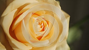 Yellow rose bud in sunbeams in close-up mode.