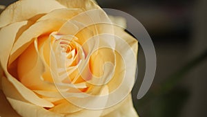 Yellow rose bud in sunbeams in close-up mode.