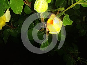 Yellow rose buds two