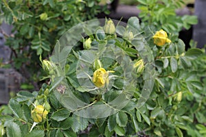 Yellow Rose bush barn backing y