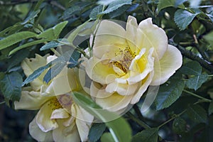 Yellow rose on the bush in close-up