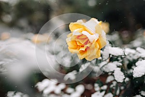 Yellow rose bush covered with snow at a winter park. Green bush of beautiful yellow roses flowers under the layer of white snow.