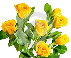 Yellow rose bush flowers isolated on white