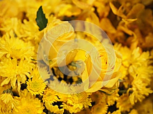 Yellow rose in bush Gerbera , Barberton daisy flower background